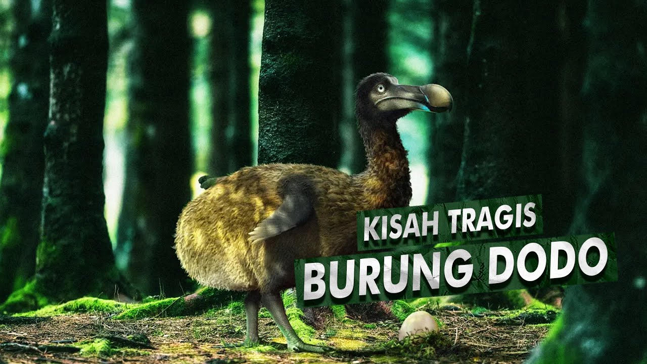 Sejarah Burung Dodo Yang Sudah Punah Karena Ulah Manusia