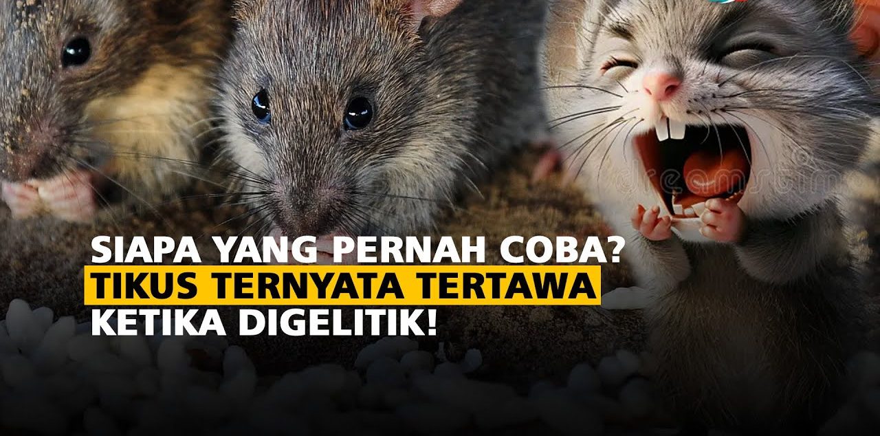 Fakta Unik Tentang Tikus Yang Dapat Tertawa Saat Digelitik