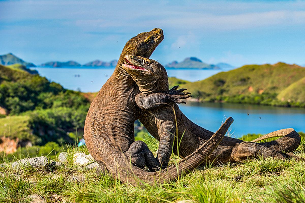Keindahan Pulau Komodo Menawarkan Kegiatan Outdoor Menarik