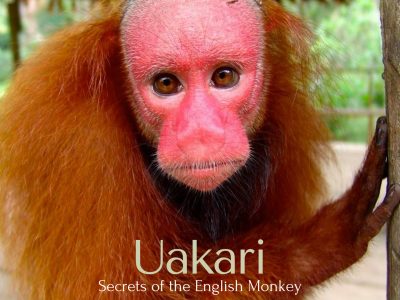 Jenis Monyet Uakari