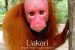 Jenis Monyet Uakari