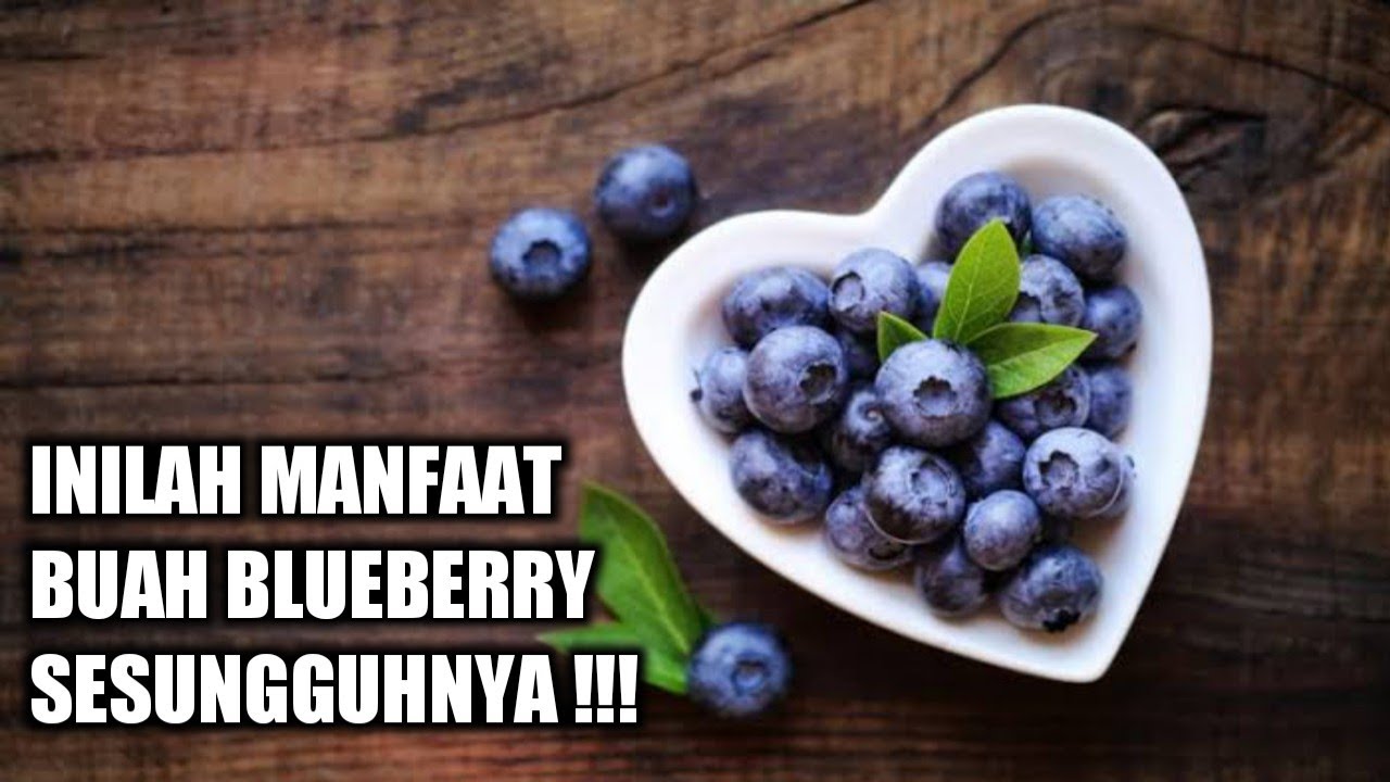 Manfaat Blueberry Sudah Populer Dalam Dunia Nutrisi Dan Medis