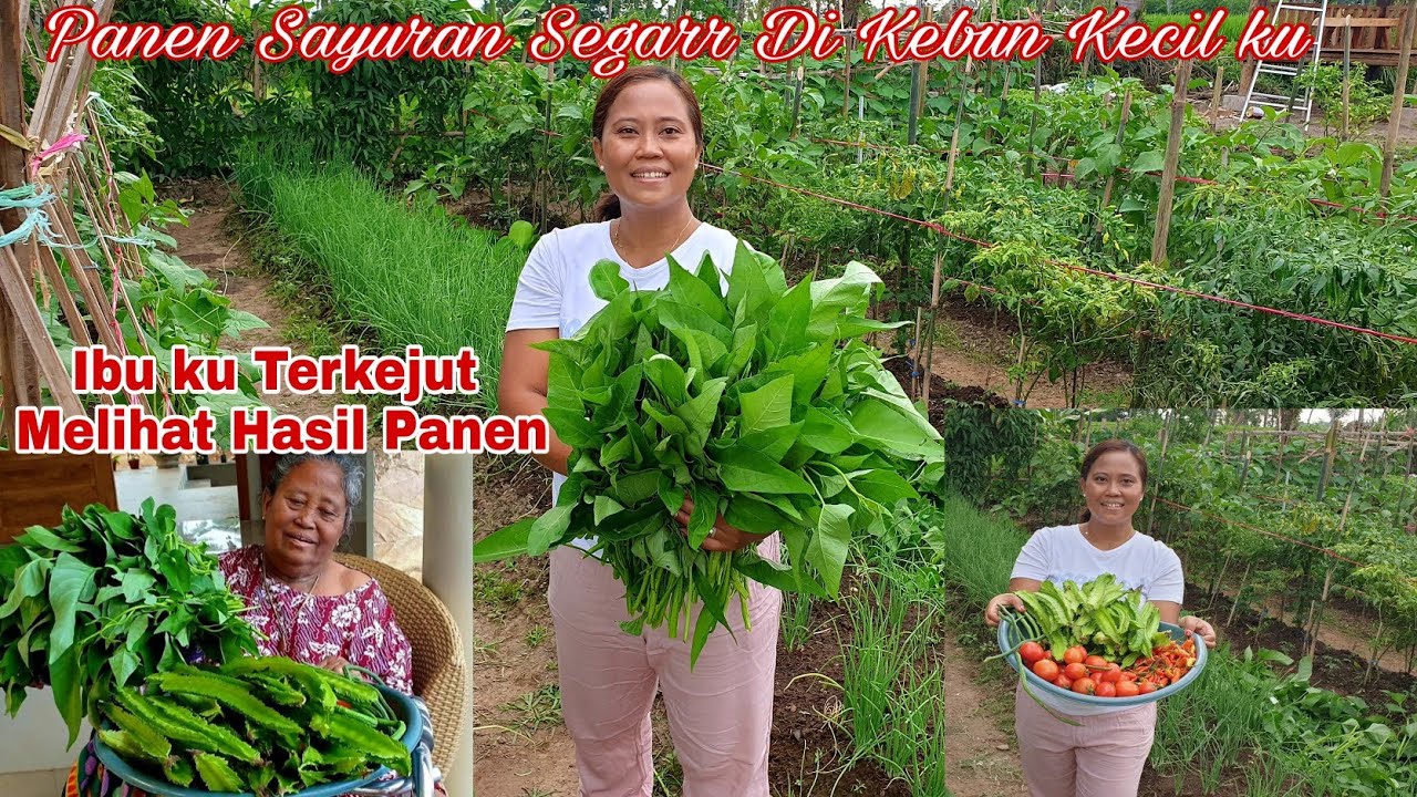 Sayuran Hasil Kebun Sendiri Lebih Terjamin Kesehatannya