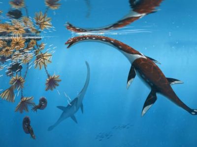 Plesionectes Longicollum, Reptil Laut Prasejarah Di Laut Jerman