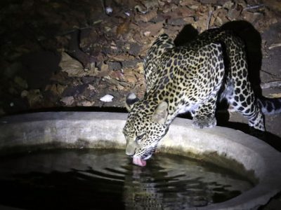 Kamera Pengintai Abadikan Macan Tutul Jawa Di Gunung Lawu