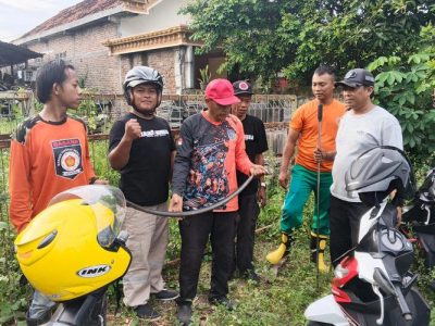 Warga Madiun Dihebohkan Kemunculan Ular Kobra Dan Piton