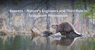 Restorasi Ekosistem Dunia Lewat Rewilding Berbasis Sains