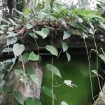 Penemuan Makam Megalitikum Kuno Di Kawasan TNKM Malinau