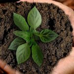 Tanah Subur Bukan Jaminan Jika Tidak Di Jaga