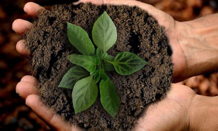 Tanah Subur Bukan Jaminan Jika Tidak Di Jaga