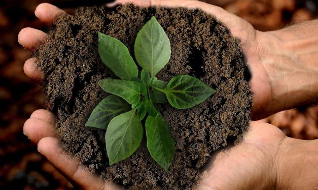 Tanah Subur Bukan Jaminan Jika Tidak Di Jaga