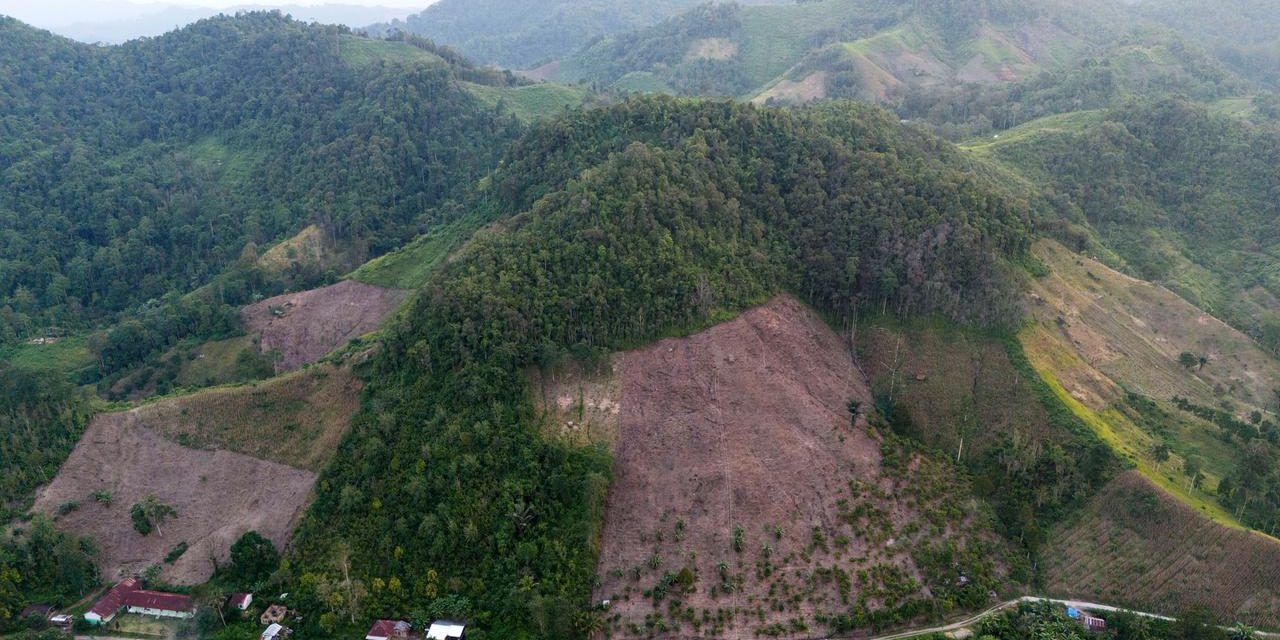 Kiamat Hijau: Deforestasi Di Indonesia Makin Menjadi-Jadi