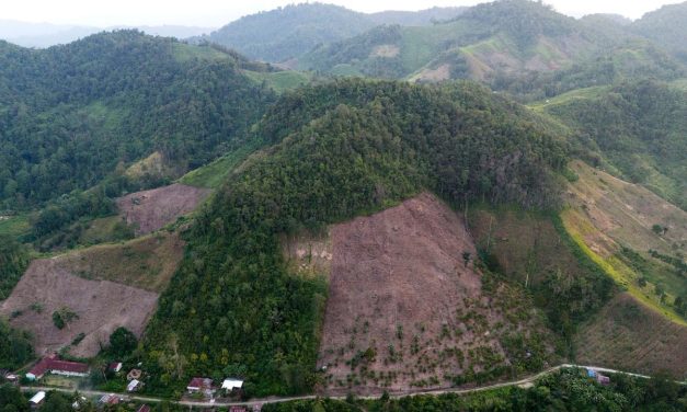 Kiamat Hijau: Deforestasi Di Indonesia Makin Menjadi-Jadi