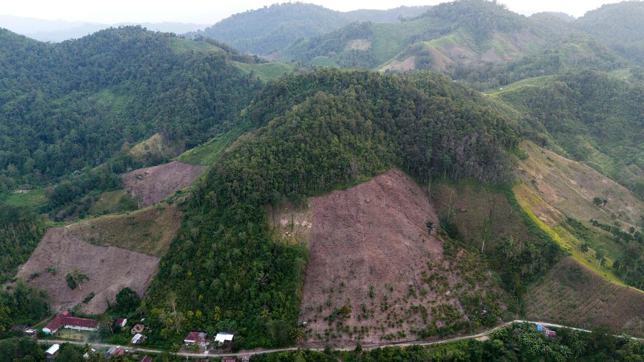 Kiamat Hijau: Deforestasi Di Indonesia Makin Menjadi-Jadi