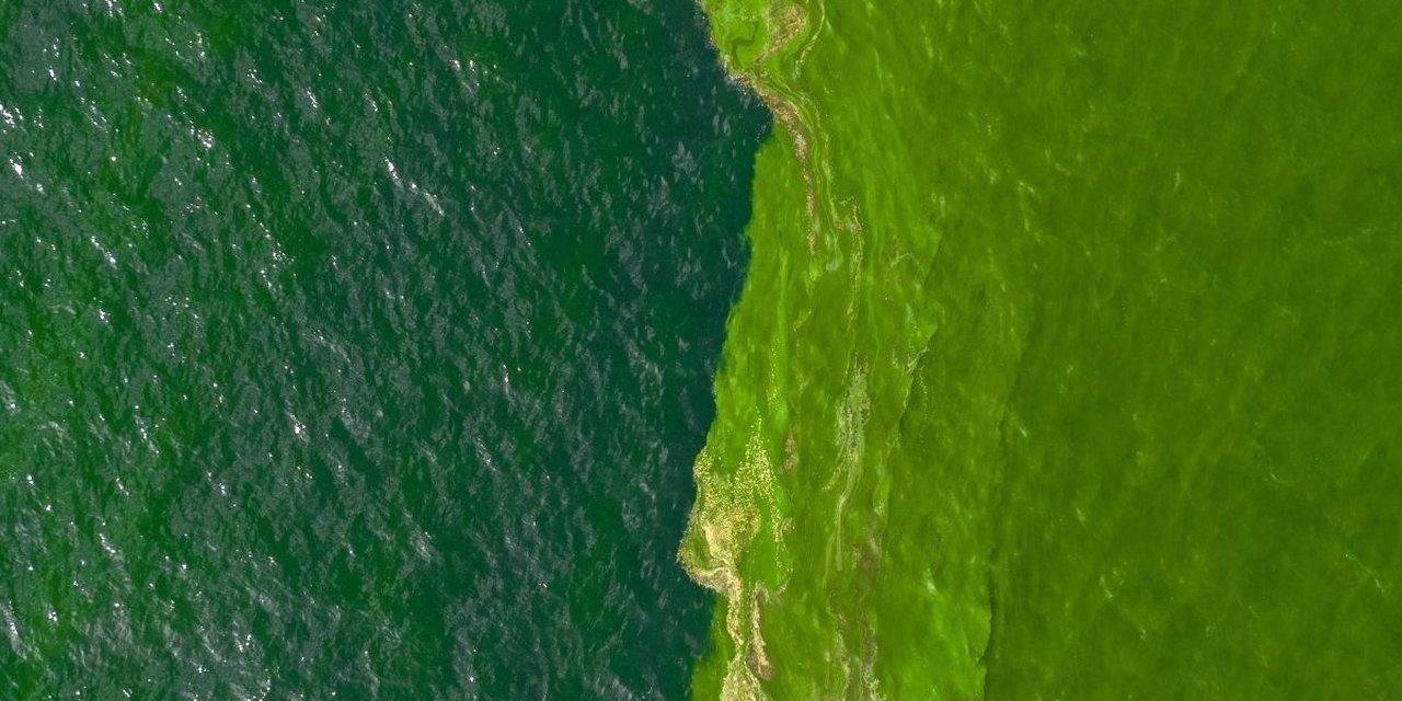 Laut Masa Depan: Intip Bocoran Plankton Purba