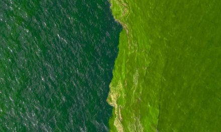 Laut Masa Depan: Intip Bocoran Plankton Purba