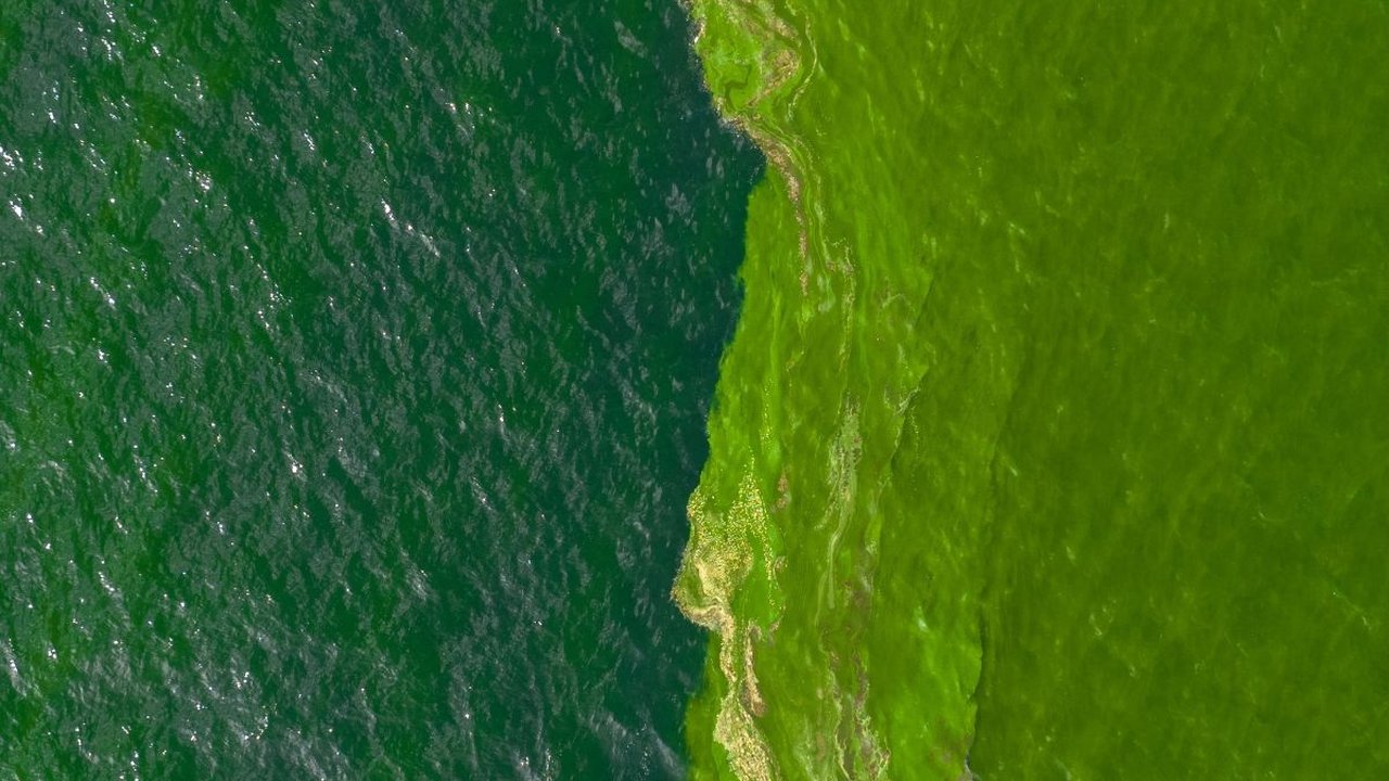 Laut Masa Depan: Intip Bocoran Plankton Purba