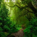 Polusi Nitrogen Cekik Hutan, Bumi Makin Panas!