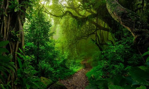 Polusi Nitrogen Cekik Hutan, Bumi Makin Panas!