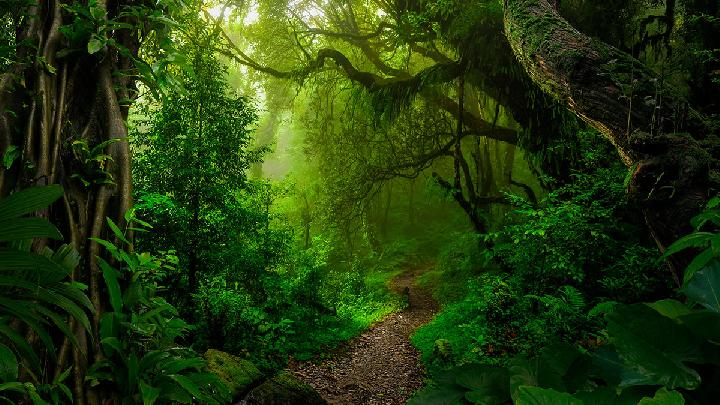 Polusi Nitrogen Cekik Hutan, Bumi Makin Panas!