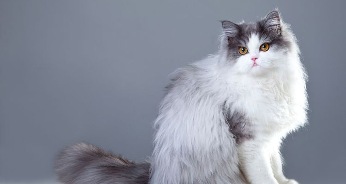 Deretan Kucing Asli Asia Yang Cocok Jadi Anabul Rumah