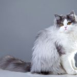 Deretan Kucing Asli Asia Yang Cocok Jadi Anabul Rumah