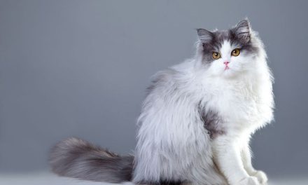 Deretan Kucing Asli Asia Yang Cocok Jadi Anabul Rumah