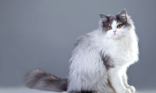 Deretan Kucing Asli Asia Yang Cocok Jadi Anabul Rumah