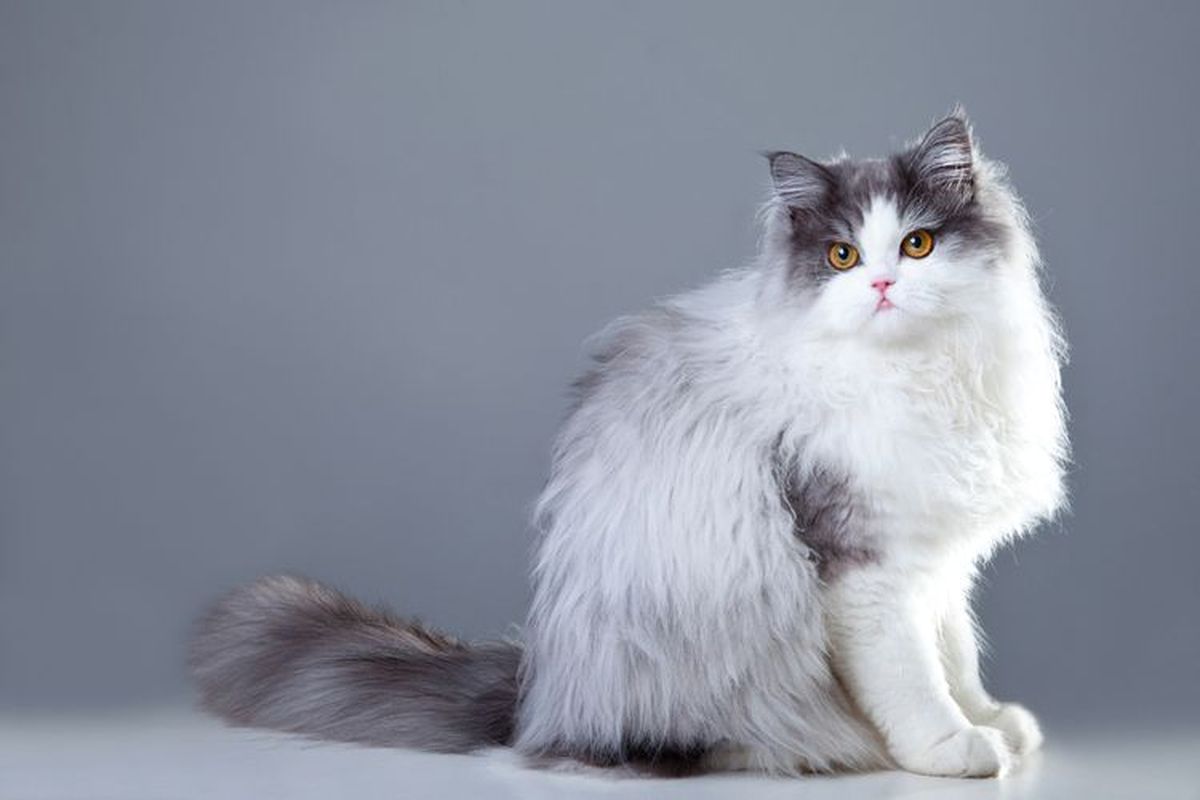 Deretan Kucing Asli Asia Yang Cocok Jadi Anabul Rumah