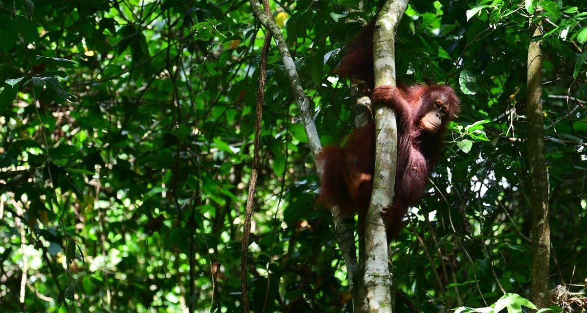 Alasan Orangutan Rehabilitasi Di Lepas Ke Hutan Kalteng