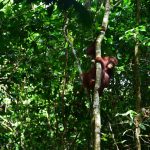 Alasan Orangutan Rehabilitasi Di Lepas Ke Hutan Kalteng
