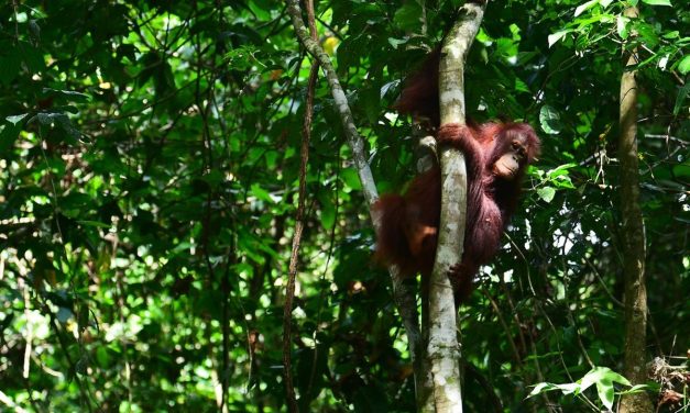 Alasan Orangutan Rehabilitasi Di Lepas Ke Hutan Kalteng