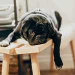 Waspada, Ini Ciri Kanker Pada Anjing Peliharaanmu