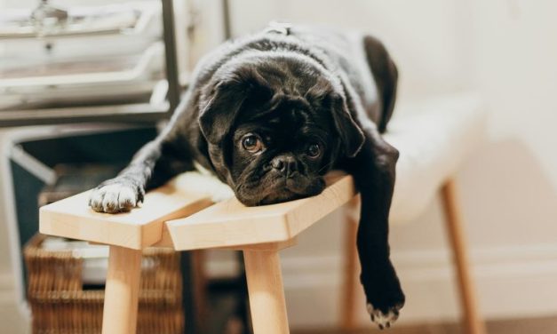 Waspada, Ini Ciri Kanker Pada Anjing Peliharaanmu