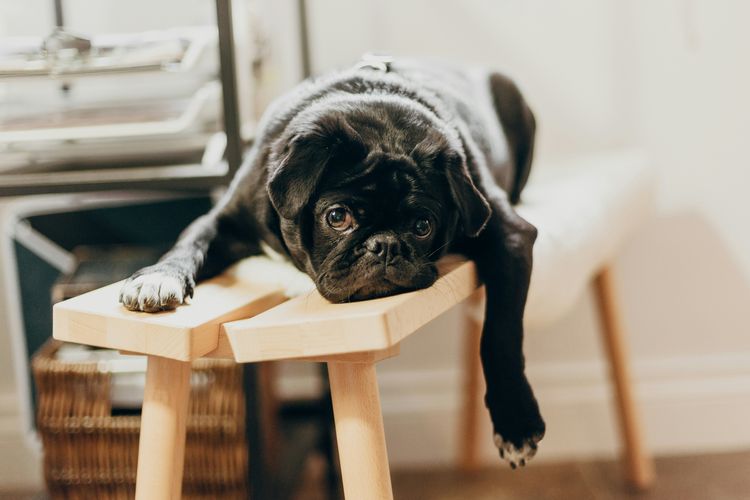 Waspada, Ini Ciri Kanker Pada Anjing Peliharaanmu